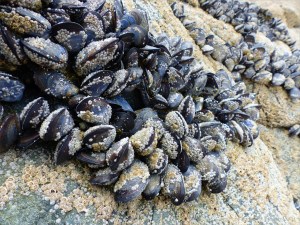 Common edible mussels and acorn barnacles living on rocks at the seaside