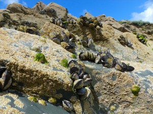 Common edible mussels and acorn barnacles living on rocks at the seaside