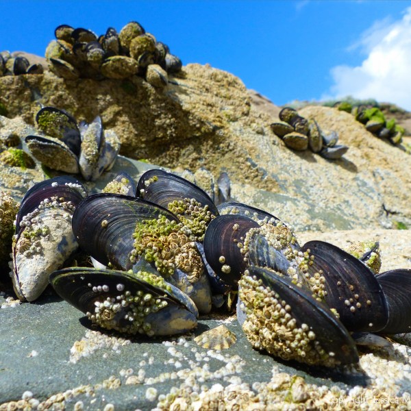 Common edible mussels and acorn barnacles living on rocks at the seaside
