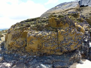 Common edible mussels and acorn barnacles living on rocks at the seaside