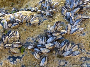 Common edible mussels and acorn barnacles living on rocks at the seaside