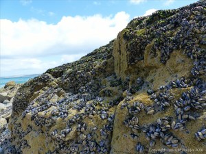 Common edible mussels and acorn barnacles living on rocks at the seaside