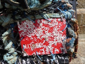 Encrusting marine organisms on a lobster pot