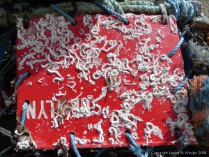 Encrusting marine organisms on a lobster pot