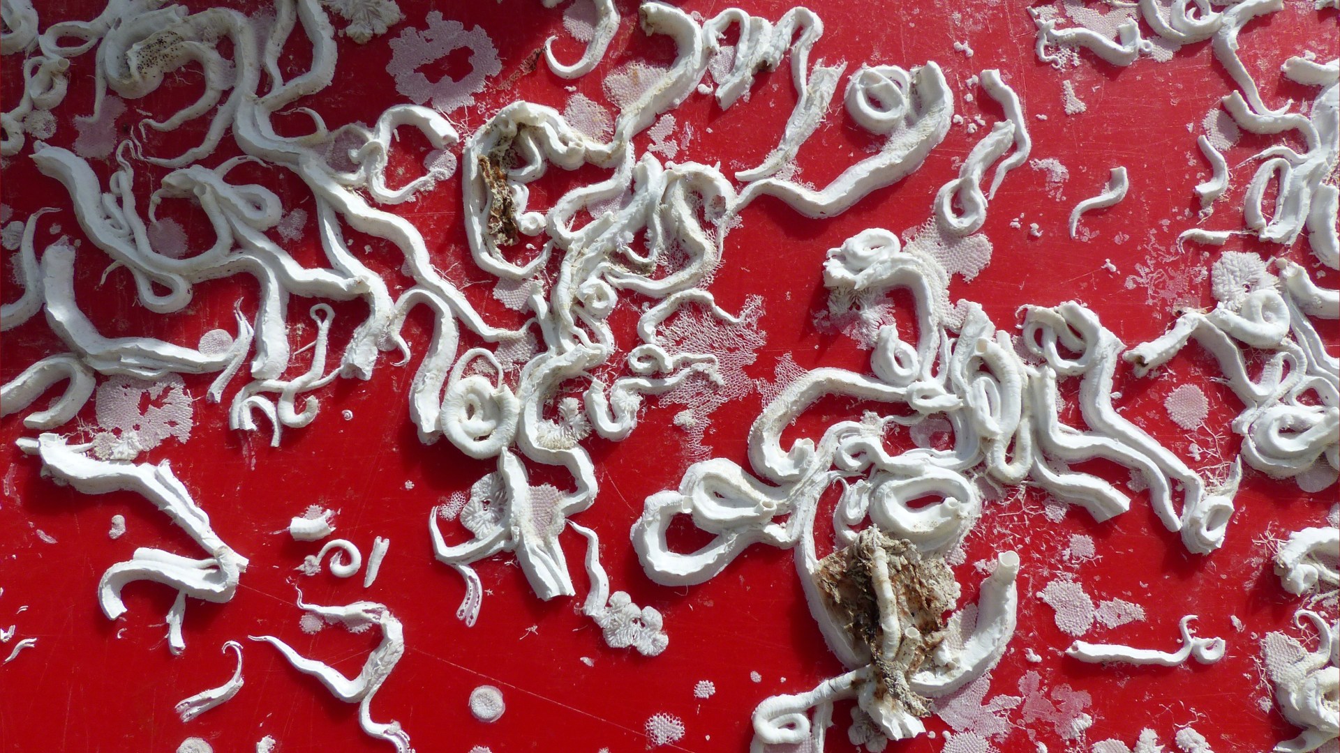 Encrusting marine organisms on a lobster pot
