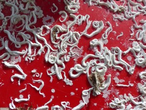 Encrusting marine organisms on a lobster pot