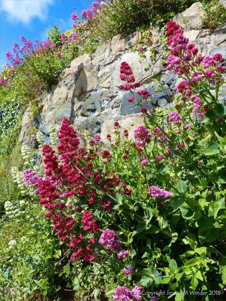 Red flowers growing on a stone wall