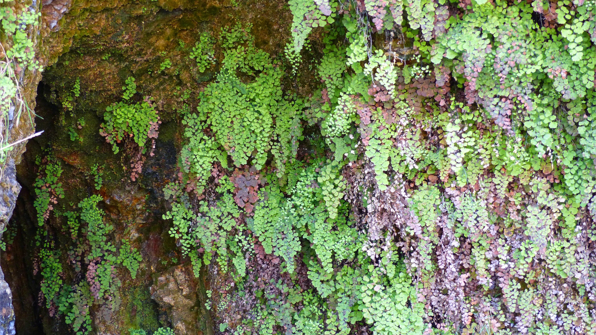 Ferns growing on rocks around a Wheal Providence mine adit at Carbis Bay