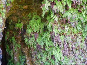 Ferns growing on rocks around a Wheal Providence mine adit at Carbis Bay