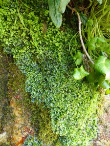 Mostly liverworts growing on rocks around a Wheal Providence mine adit at Carbis Bay