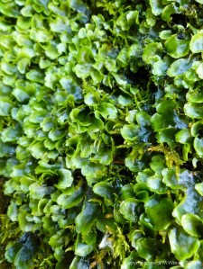 Liverworts growing on rocks around a Wheal Providence mine adit at Carbis Bay