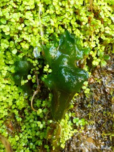 Filamentous green algae on plants growing on rocks around a Wheal Providence mine adit at Carbis Bay