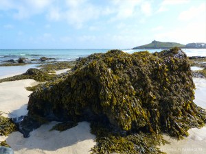 Common British seaweeds on the beach in spring