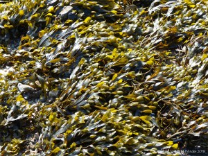 Common British seaweeds on the beach in spring