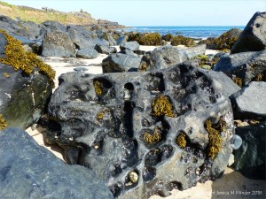 Common British seaweeds on the beach in spring