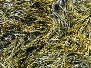Common British seaweeds on the beach in spring