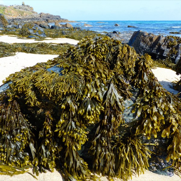 Common British seaweeds on the beach in spring