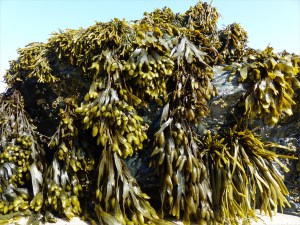 Common British seaweeds on the beach in spring