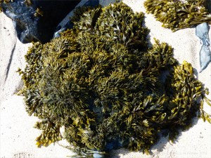 Common British seaweeds on the beach in spring