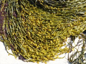 Common British seaweeds on the beach in spring