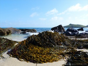 Common British seaweeds on the beach in spring