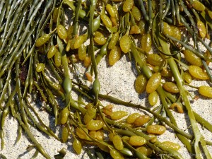 Common British seaweeds on the beach in spring