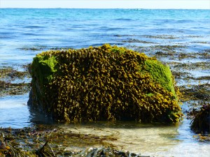 Common British seaweeds on the beach in spring