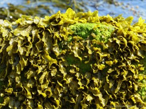 Common British seaweeds on the beach in spring