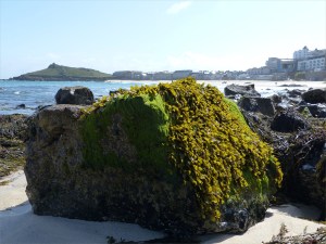 Common British seaweeds on the beach in spring