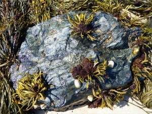 Common British seaweeds on the beach in spring