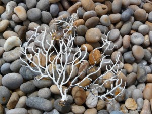 Sea fan and mermaid's purse washed up on a pebble beach