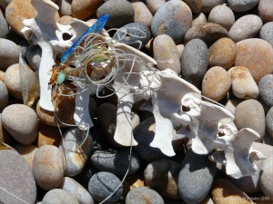 Bleached backbone and nylon fishing line washed up on a pebble beach