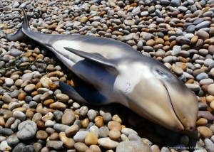 Dead baby Risso's dolphin washed up on a pebble shore