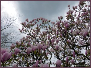 Magnolia flowers