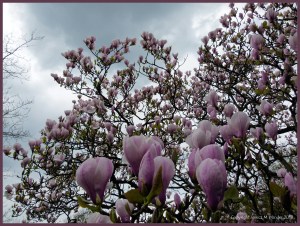 Magnolia flowers