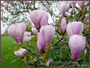 Magnolia flowers