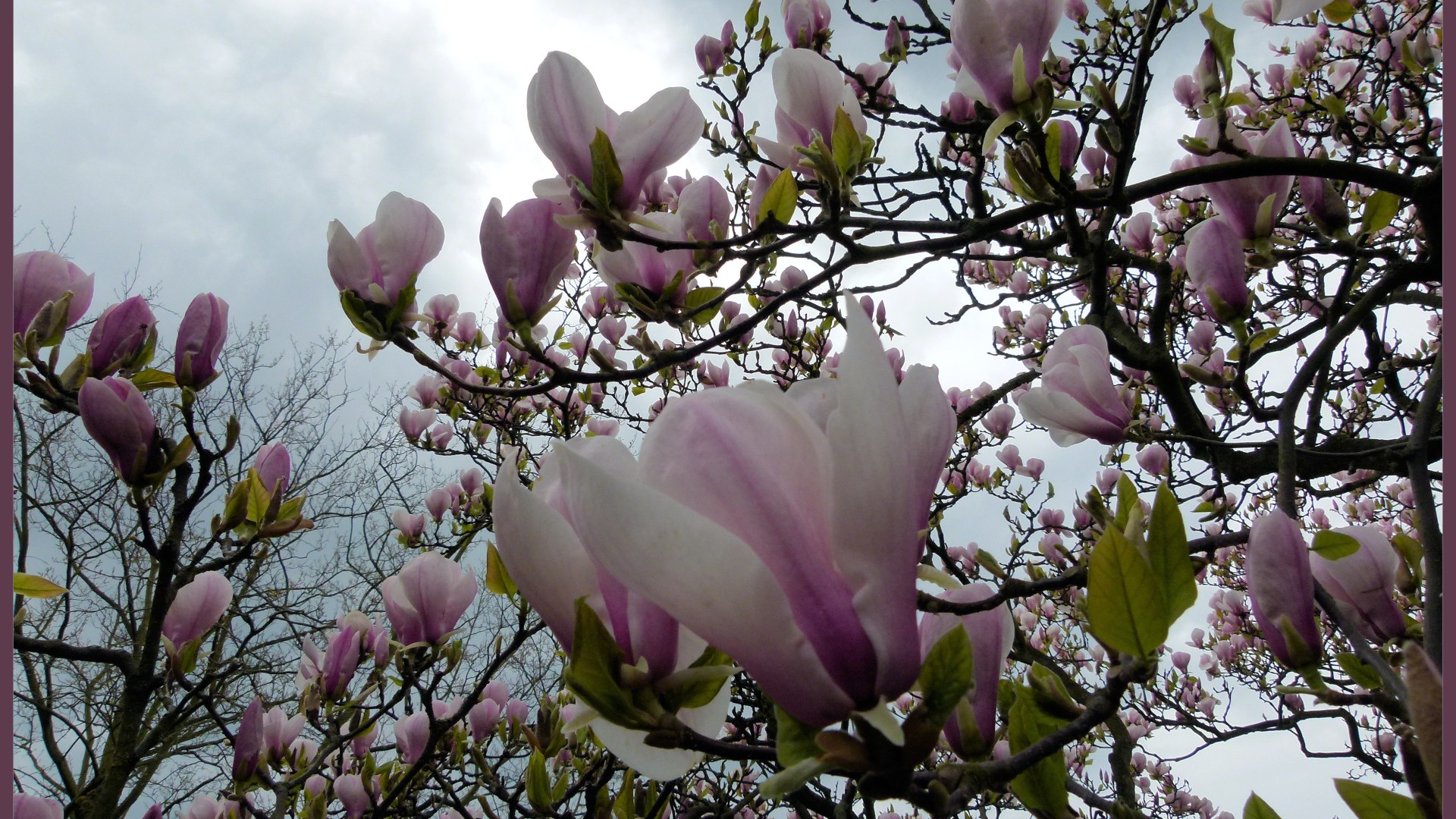 Magnolia flowers