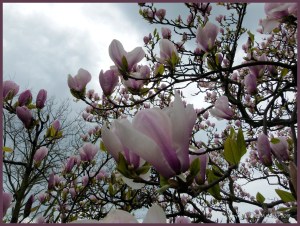 Magnolia flowers