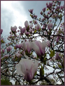 Magnolia flowers