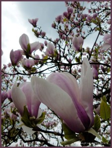 Magnolia flowers