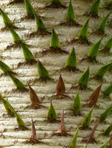 Close-up detail of a monkey puzzle tree trunk