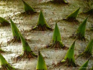 Close-up detail of a monkey puzzle tree trunk