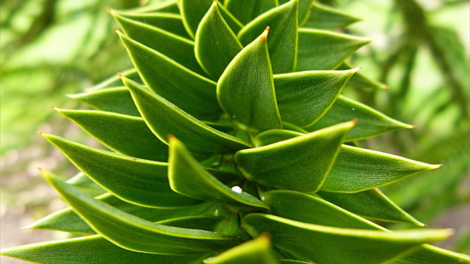 Close-up detail of a monkey puzzle tree branch