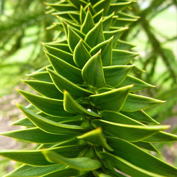 Close-up detail of a monkey puzzle tree branch