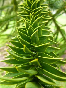 Close-up detail of a monkey puzzle tree branch