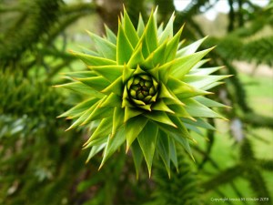 Close-up detail of a monkey puzzle tree branch