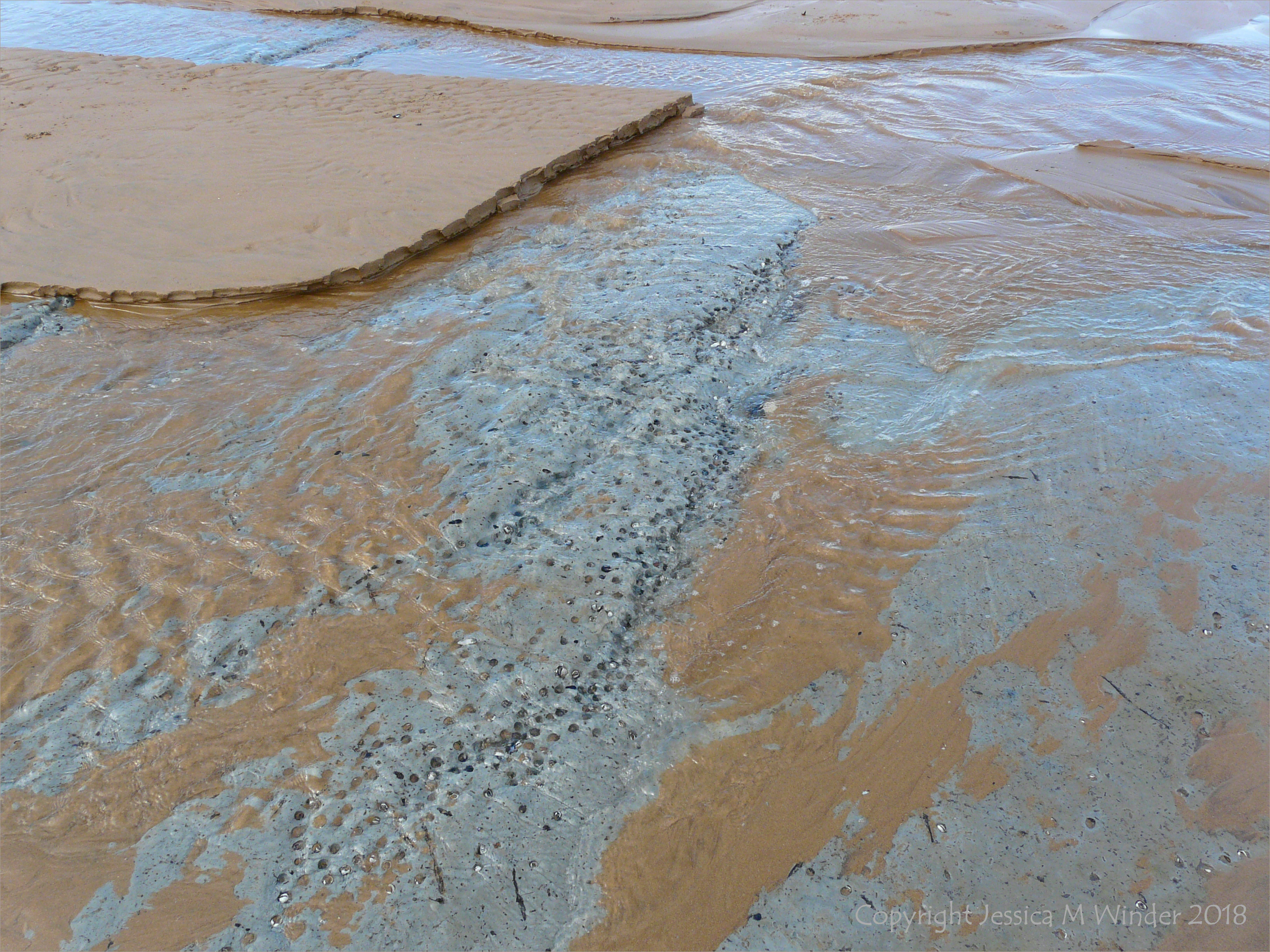 Piddock burrows in marine clay at Broughton Bay