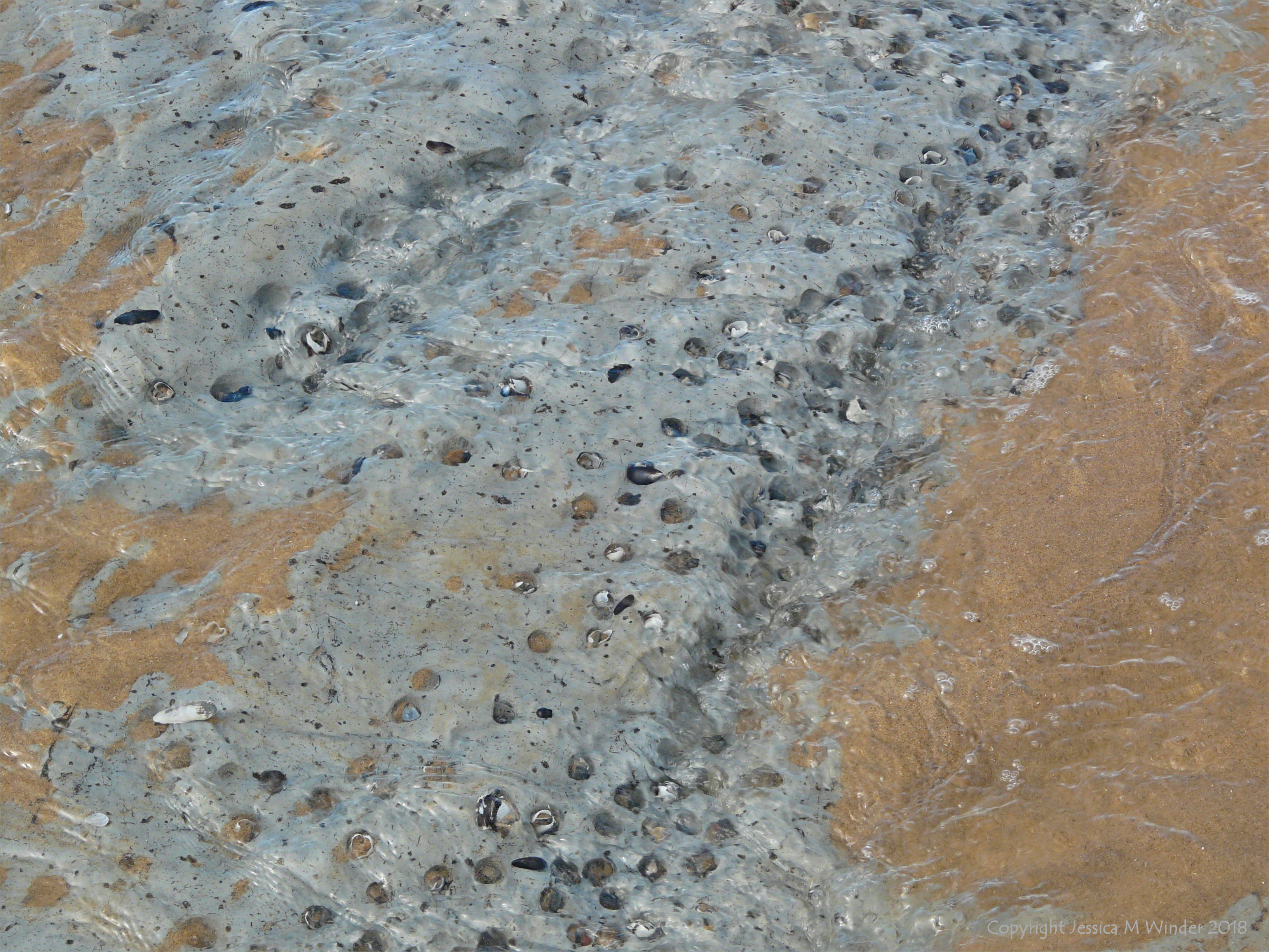 Piddock burrows in marine clay at Broughton Bay