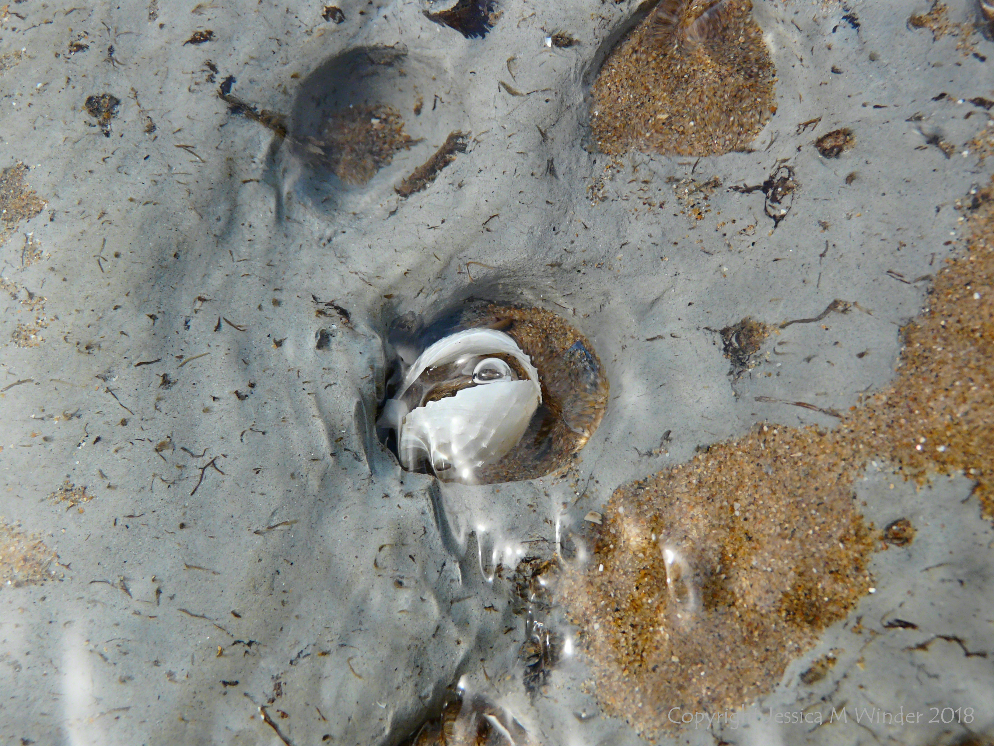 Piddock burrow with shells in marine clay at Broughton Bay