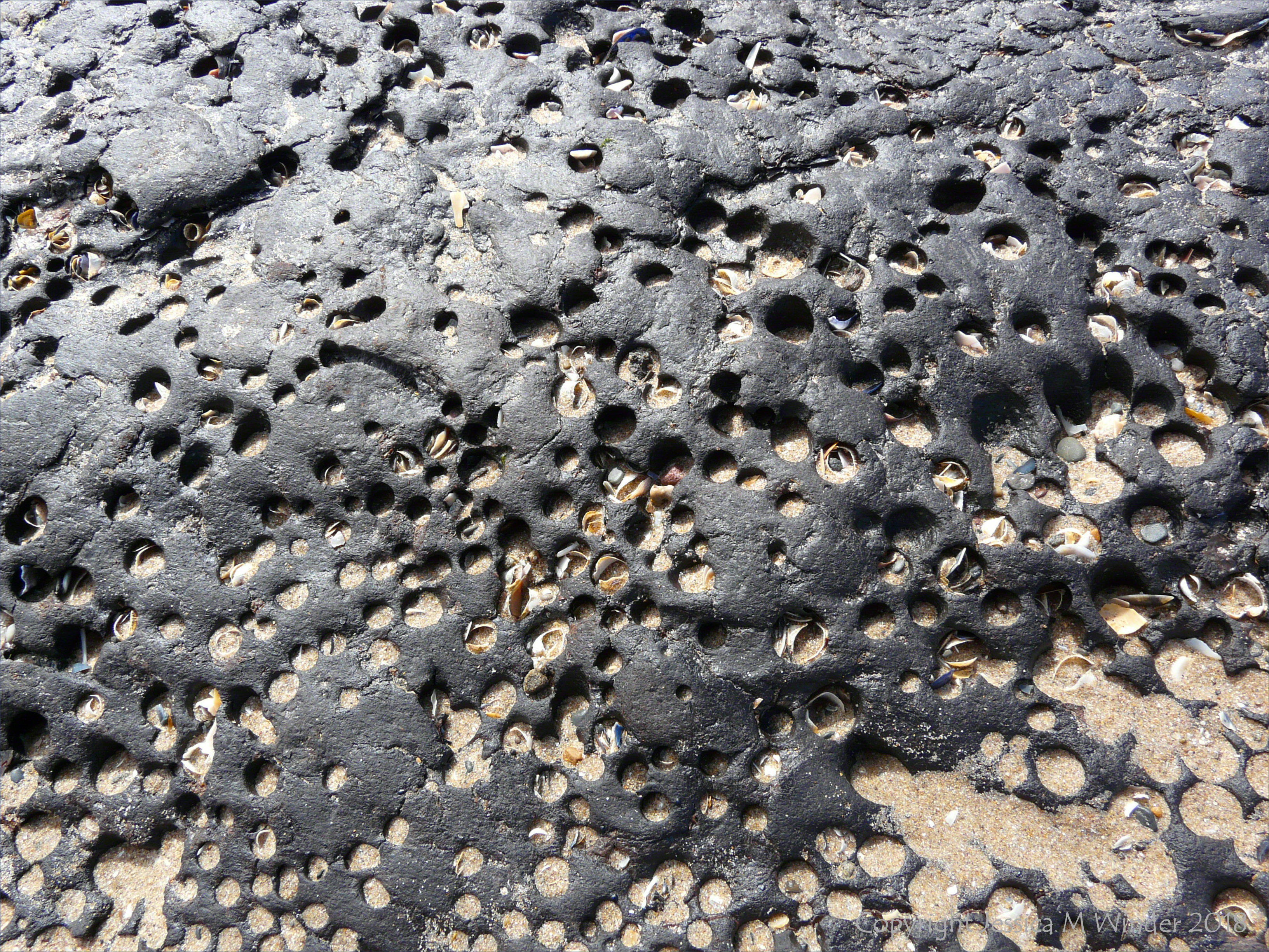 Ancient shoreline peat beds with numerous holes made by burrowing bivalve piddocks